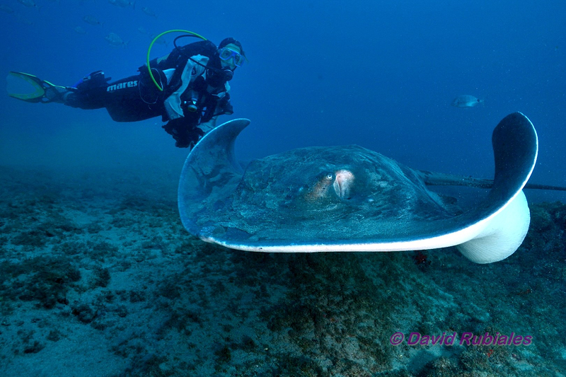 Sa Caleta Tenerife Dive Center SUBMARINISMO: ESCUELAS