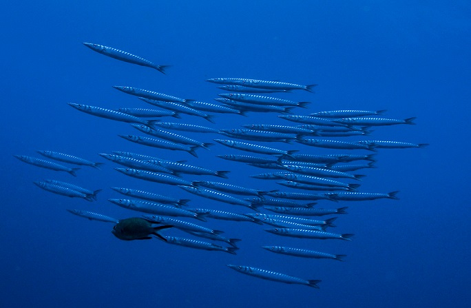 Sa Caleta Tenerife Dive Center 5