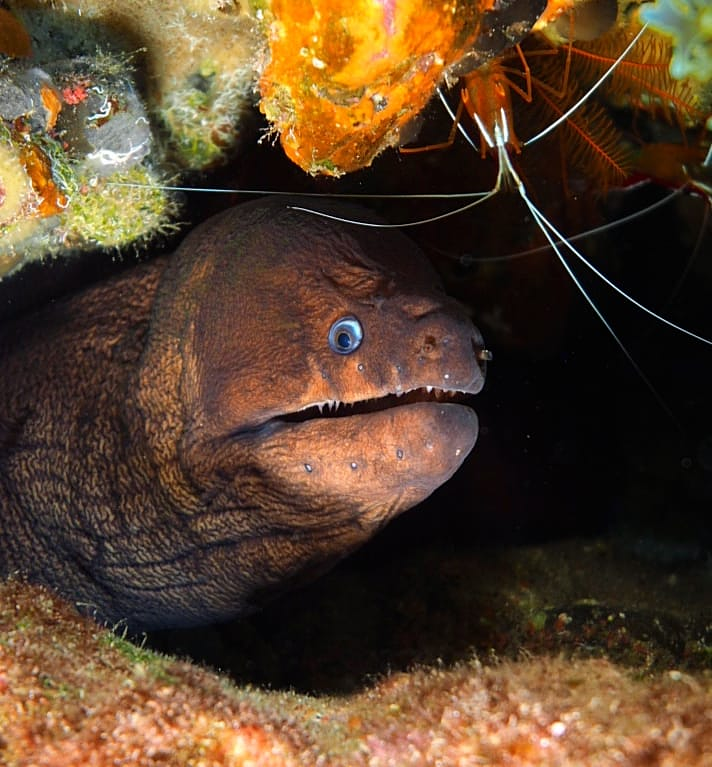 Sa Caleta Tenerife Dive Center 12