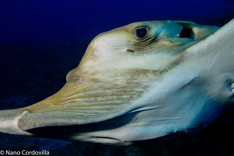 Sa Caleta Tenerife Dive Center 17