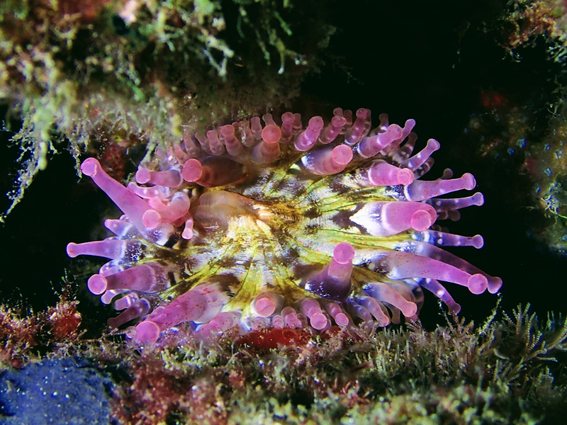 Sa Caleta Tenerife Dive Center 27
