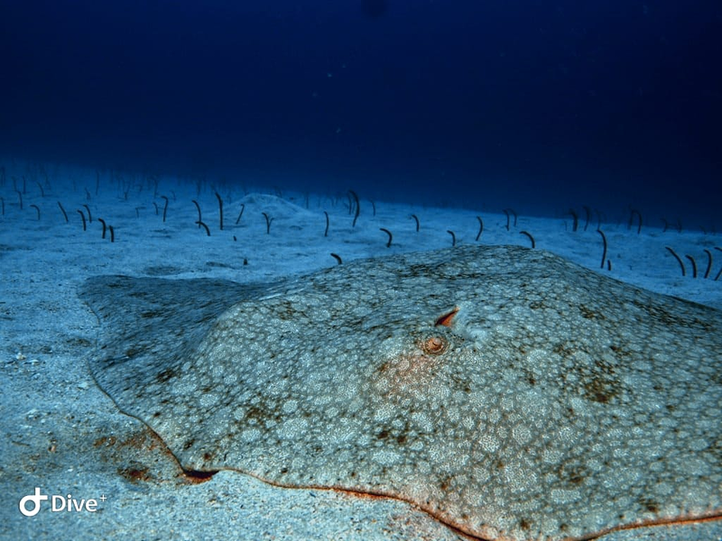 Sa Caleta Tenerife Dive Center 14