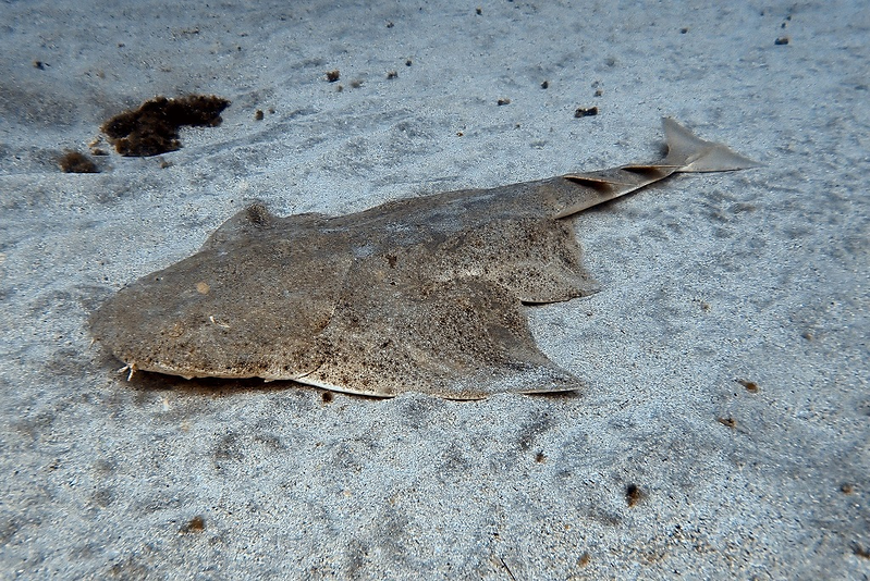Sa Caleta Tenerife Dive Center 10