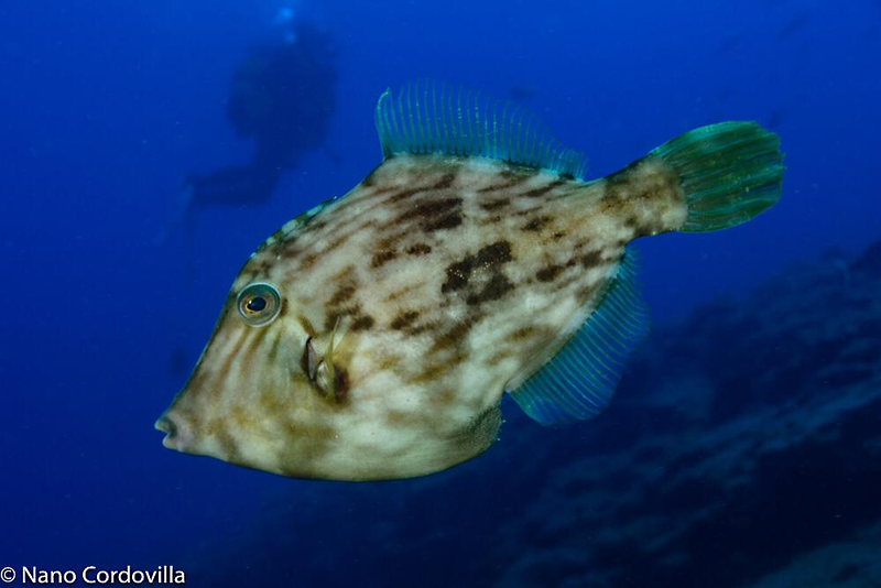 Sa Caleta Tenerife Dive Center 16