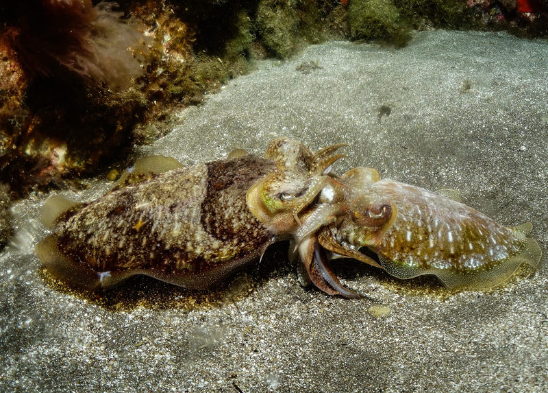 Sa Caleta Tenerife Dive Center 26