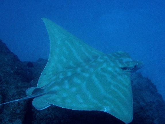 Sa Caleta Tenerife Dive Center 24