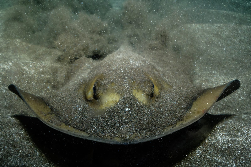 Sa Caleta Tenerife Dive Center 23