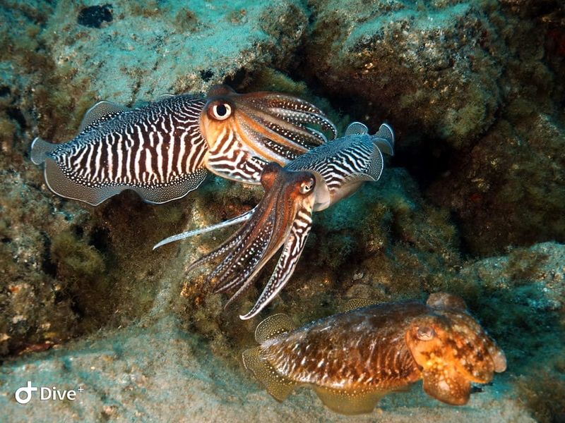 Sa Caleta Tenerife Dive Center 11
