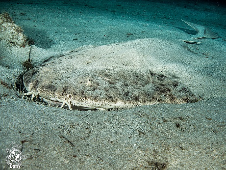Sa Caleta Tenerife Dive Center 7