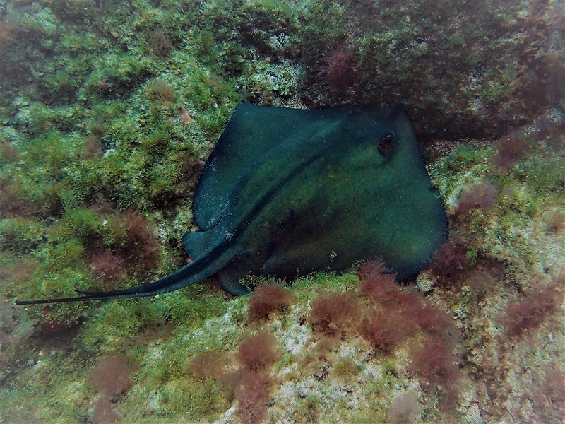 Sa Caleta Tenerife Dive Center 25