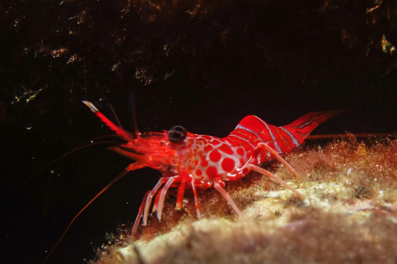 Sa Caleta Tenerife Dive Center 18
