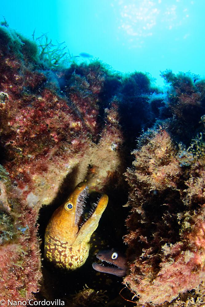 Sa Caleta Tenerife Dive Center 15