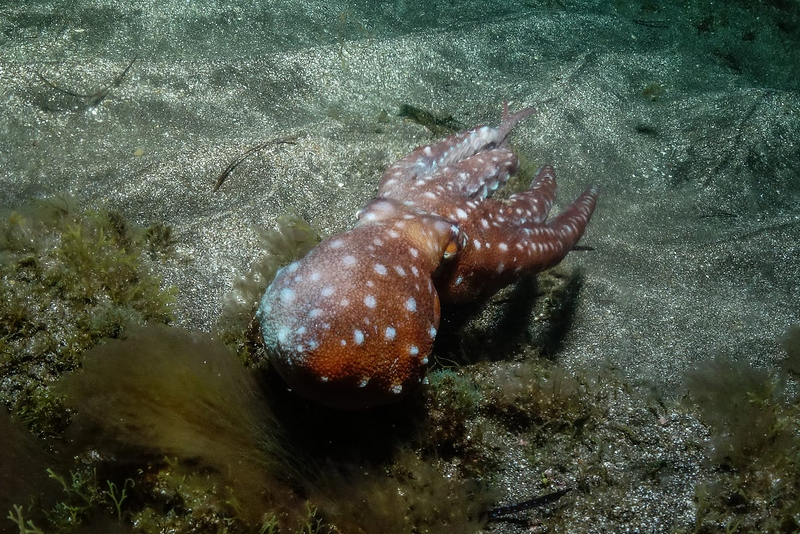 Sa Caleta Tenerife Dive Center 22