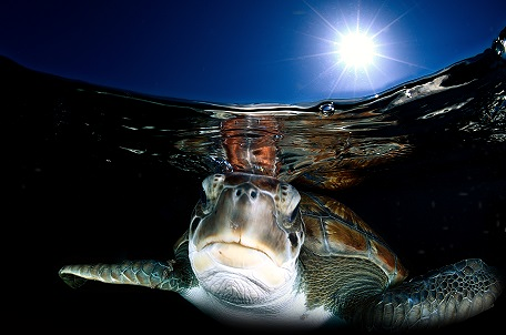 Sa Caleta Tenerife Dive Center 8