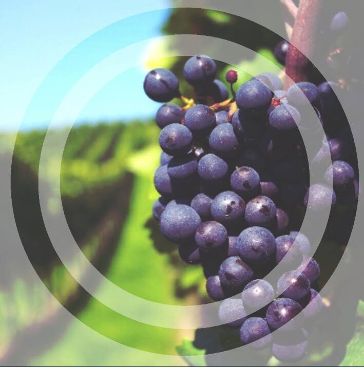 Servicios Agrícolas Bertín