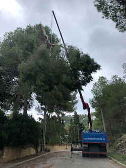 Galería de imágenes