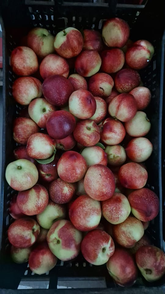 Almacenes Vifer FRUTAS Y HORTALIZAS: MAYORISTAS