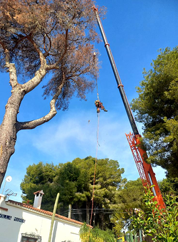 Galería de imágenes