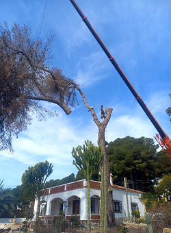 Galería de imágenes