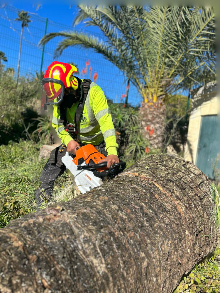 Podas Palmergarden 3