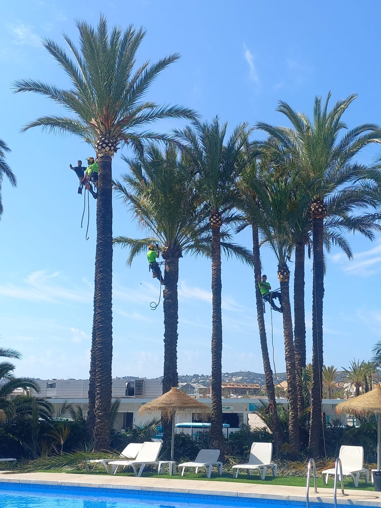 Podas Palmergarden 6