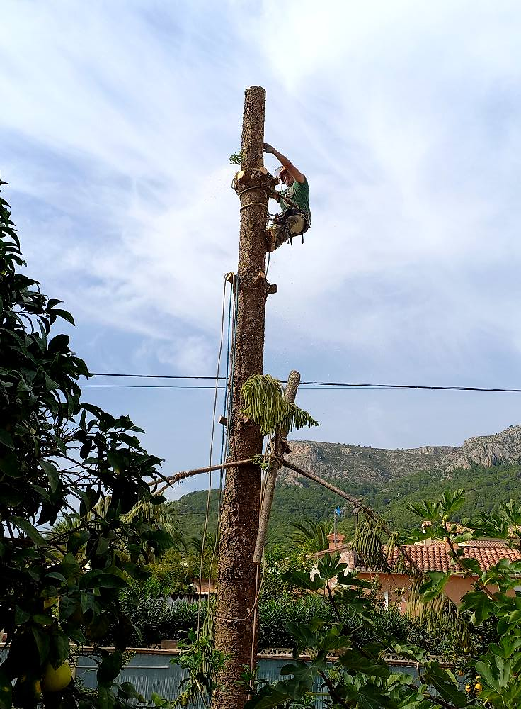 Podas Palmergarden 2