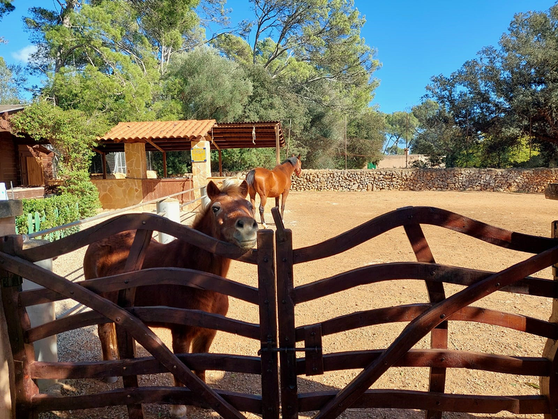 K&M Properties Mallorca 10