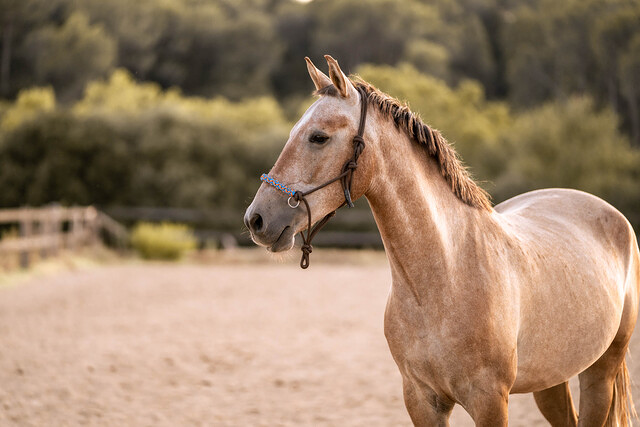 Paddock Vall&eacute;s Santa Eulàlia de Ronçana