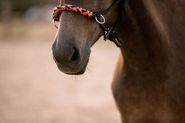 Paddock Vall&eacute;s 5