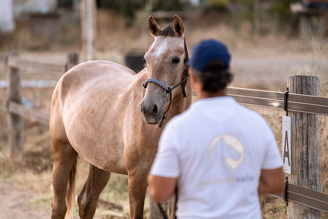 Paddock Vall&eacute;s 4
