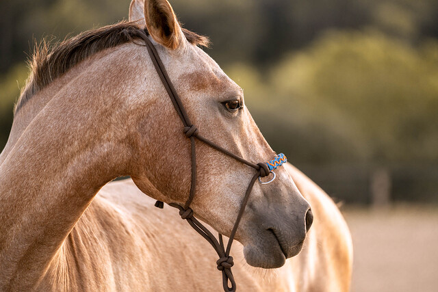 Paddock Vall&eacute;s 2