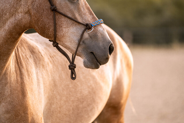 Paddock Vall&eacute;s HIPICA: ESTABLECIMIENTOS