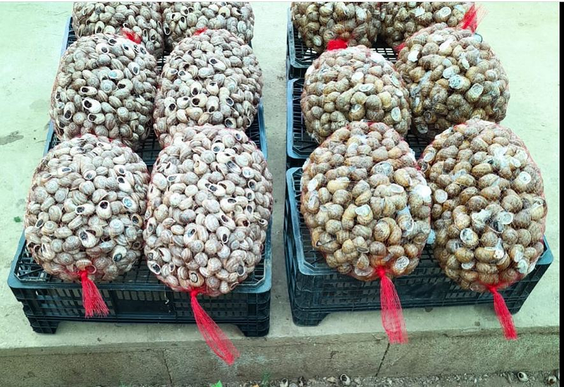 Caragolers de Muro Muro