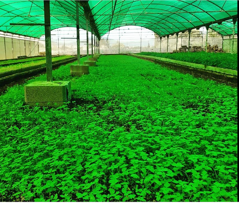 Caragolers de Muro 3