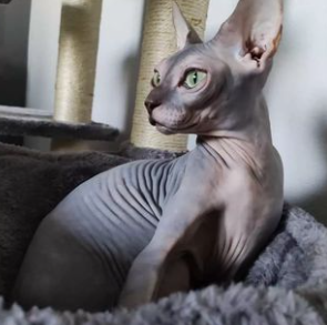 Centro Veterinario Sphynx CLINICAS VETERINARIAS