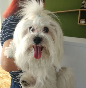 Centro Veterinario Sphynx 9