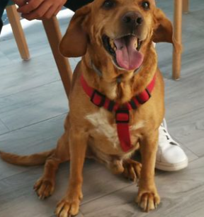 Centro Veterinario Sphynx 6