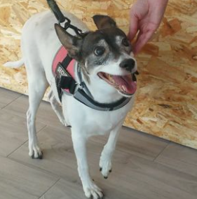 Centro Veterinario Sphynx 10