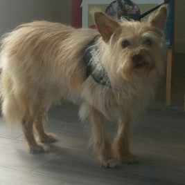 Centro Veterinario Sphynx 7