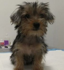 Centro Veterinario Sphynx 12