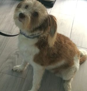 Centro Veterinario Sphynx 5