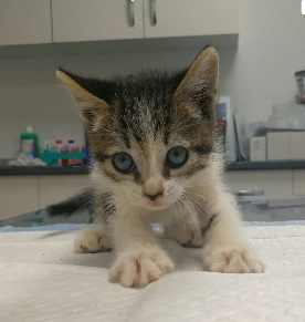 Centro Veterinario Sphynx 8