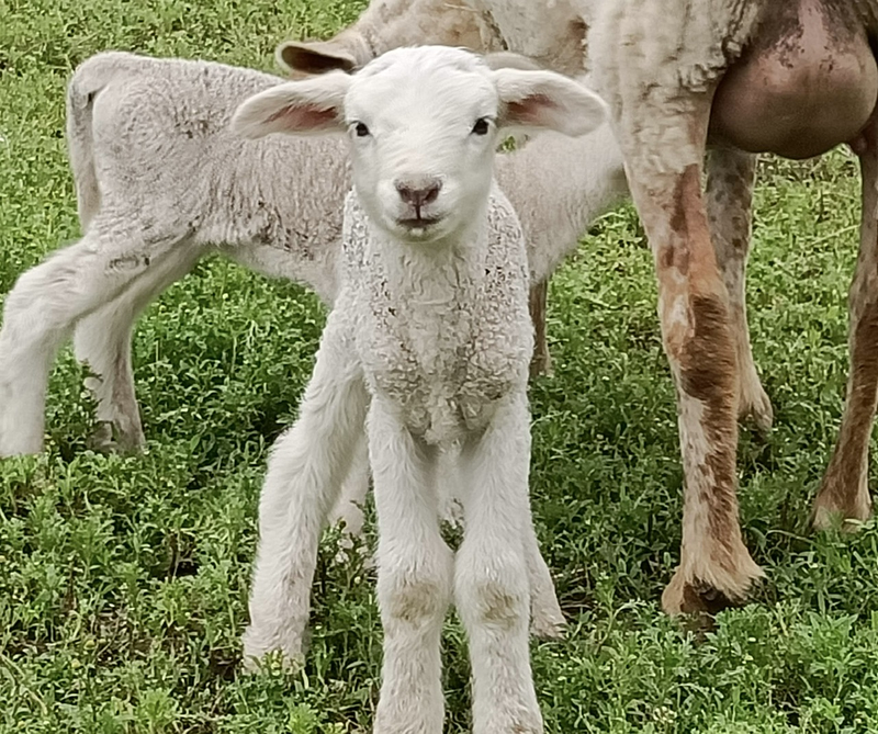 Acougo de Pitasana 39