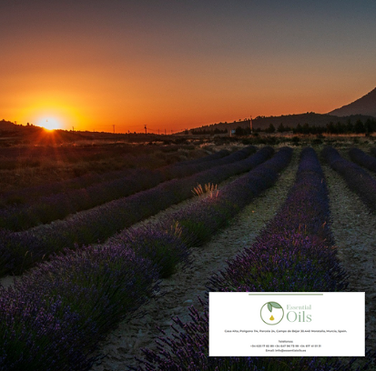 Essential Oils PERFUMERIA: FABRICANTES Y MAYORISTAS