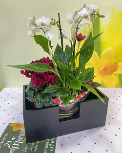 Galería de imágenes