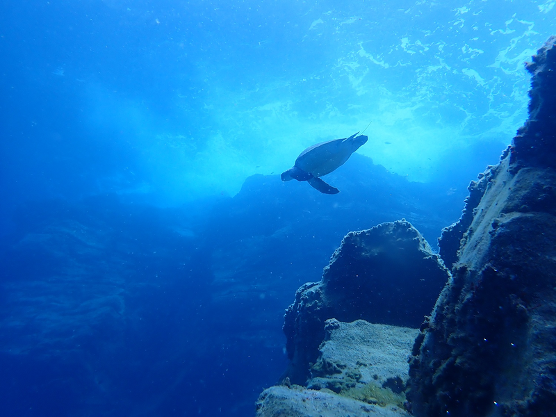 Internship Seeyoudiving 14