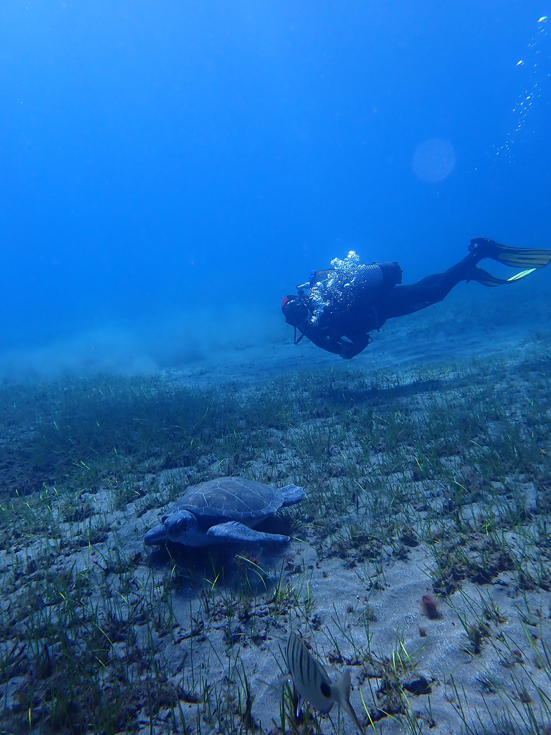 Internship Seeyoudiving 10