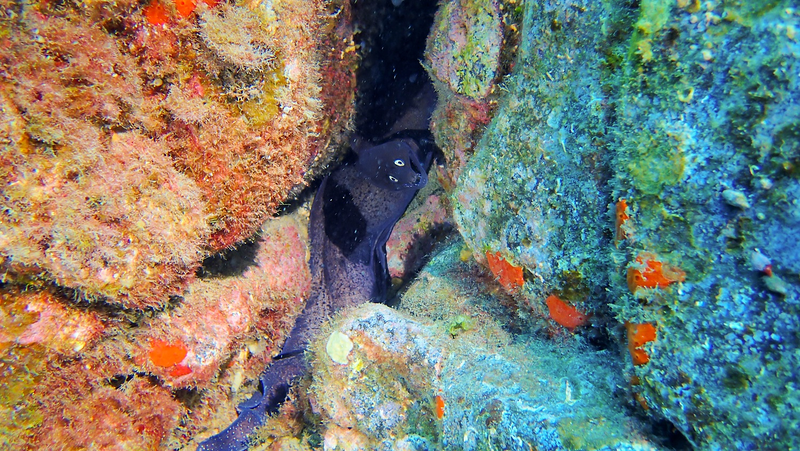 Internship Seeyoudiving 12