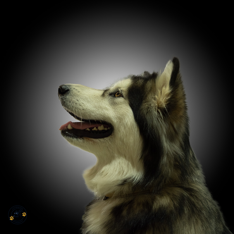 La Galga Fotografía 7