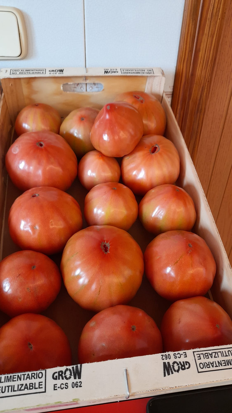 A.M.A. Los Tomates 4